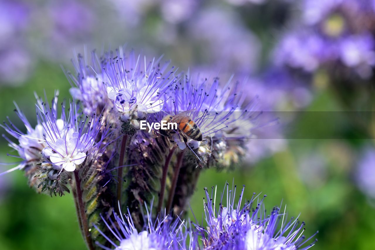 Close-up of bee pollinating on flower