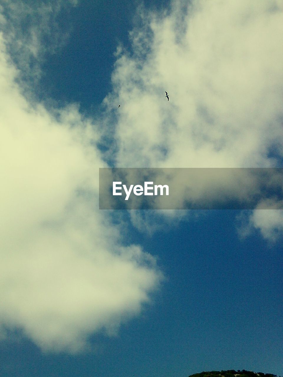 LOW ANGLE VIEW OF BIRD FLYING IN SKY