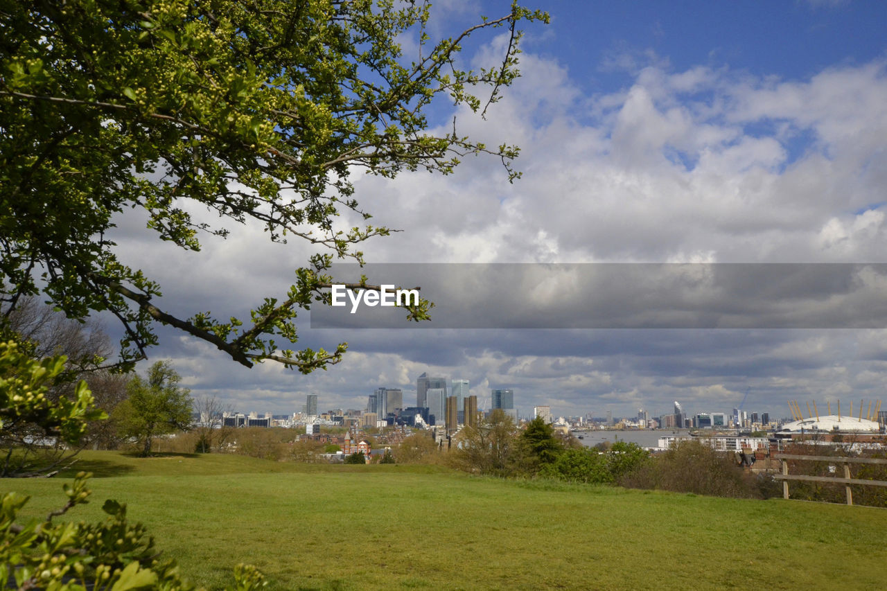 TREES IN CITY