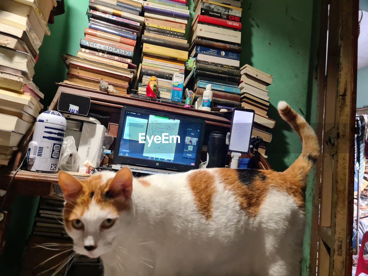 PORTRAIT OF A CAT SITTING ON SHELF IN STORE