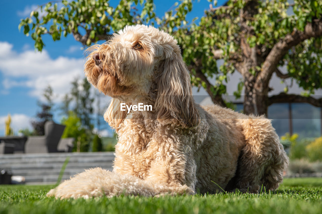 DOG SITTING ON GRASS