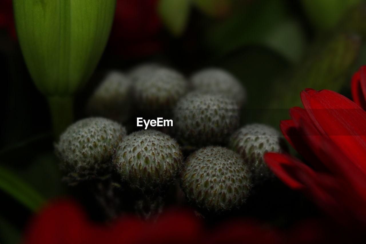 CLOSE-UP OF FLOWERS GROWING OUTDOORS