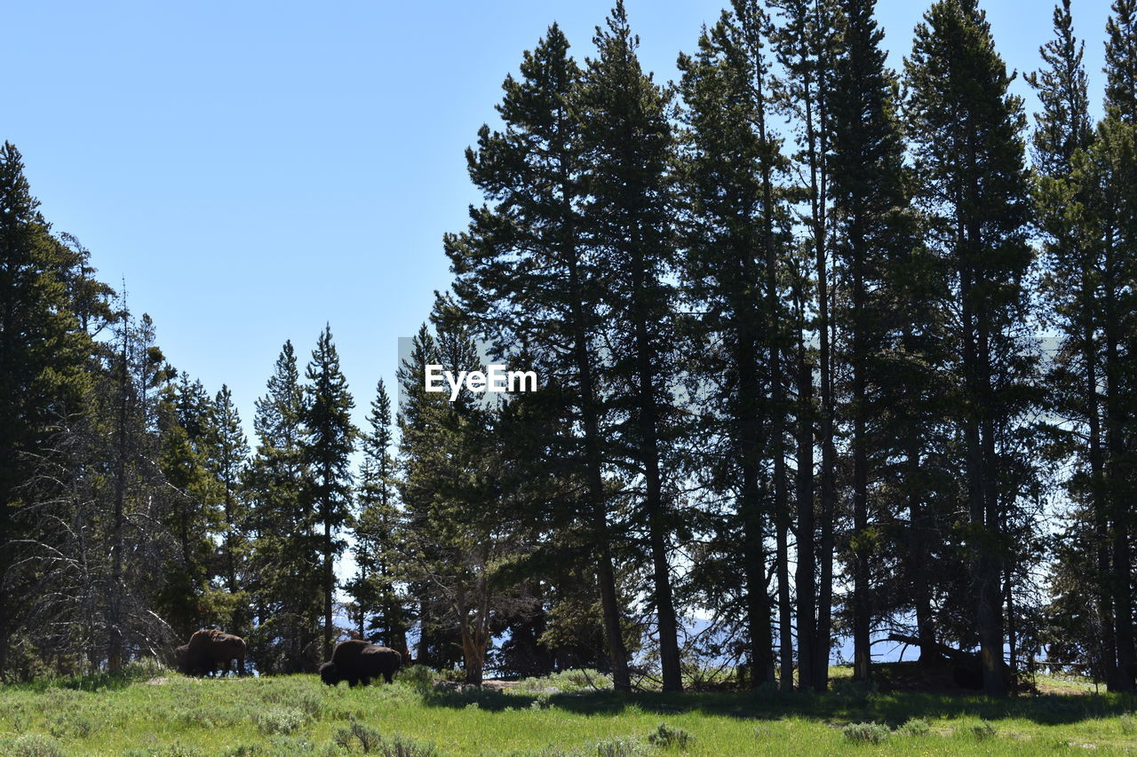 American bison on grassy field amidst pine trees