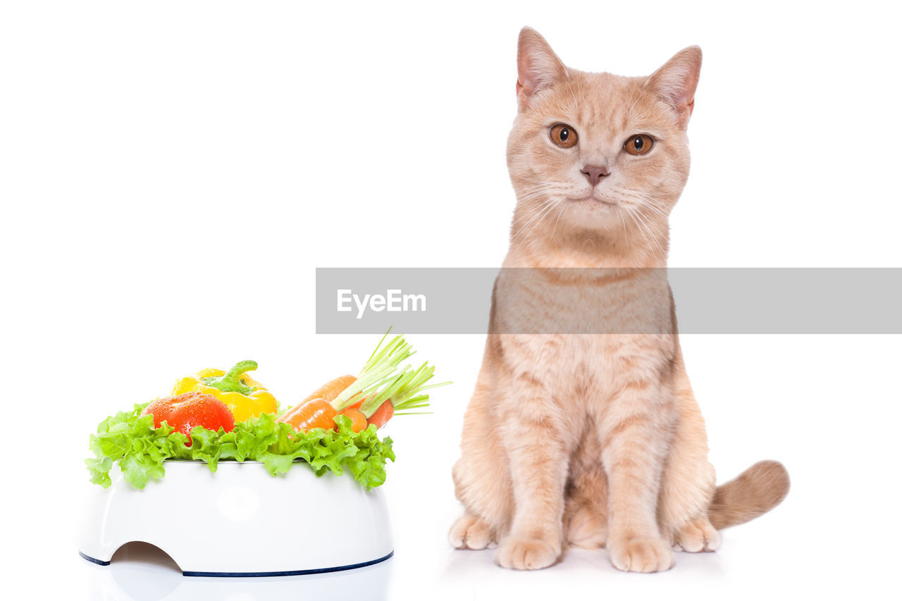 CLOSE-UP PORTRAIT OF A CAT