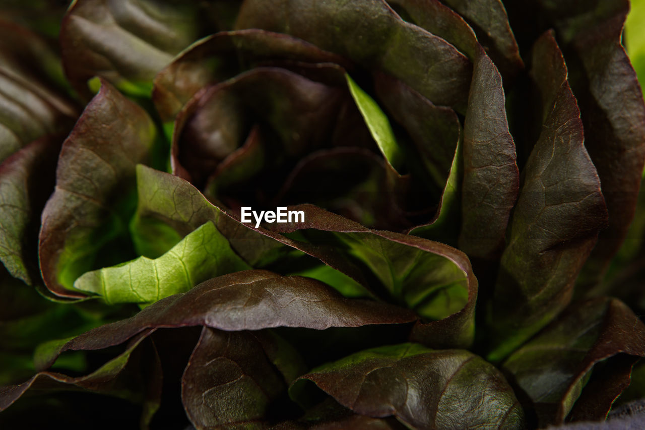 Bunch of fresh lettuce leaves on a dark background. close-up.