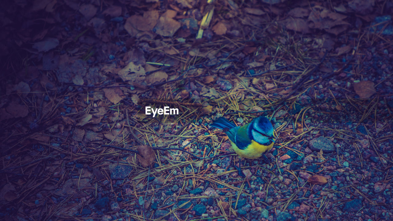 HIGH ANGLE VIEW OF BIRD PERCHING ON BLUE