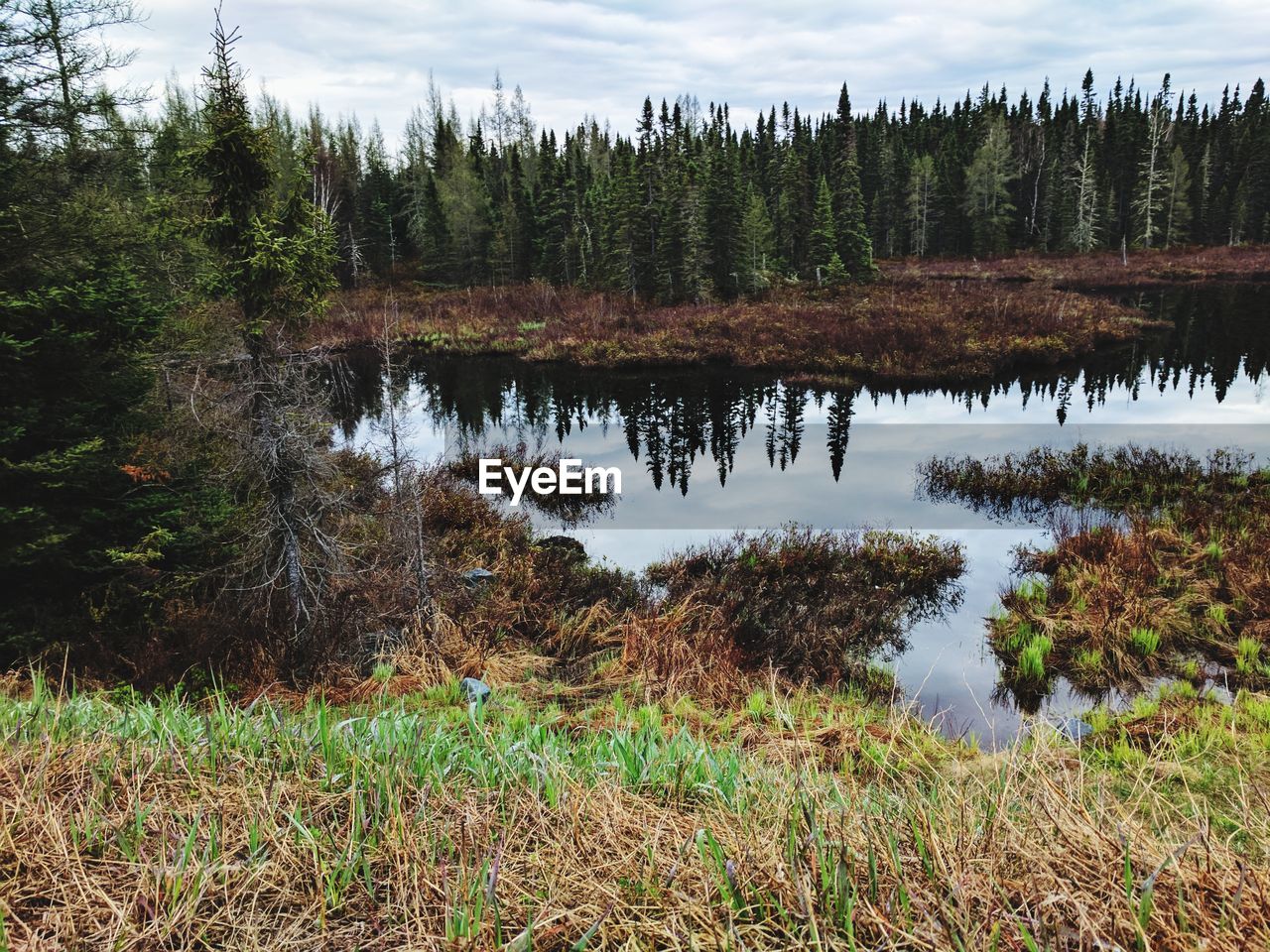 Scenic view of lake in forest