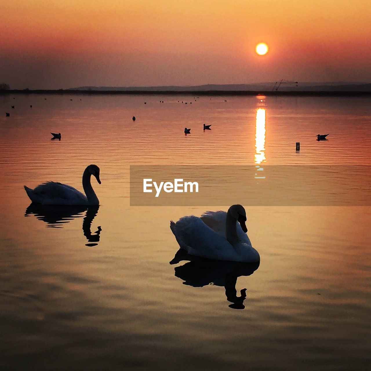 View of swans in lake at sunset