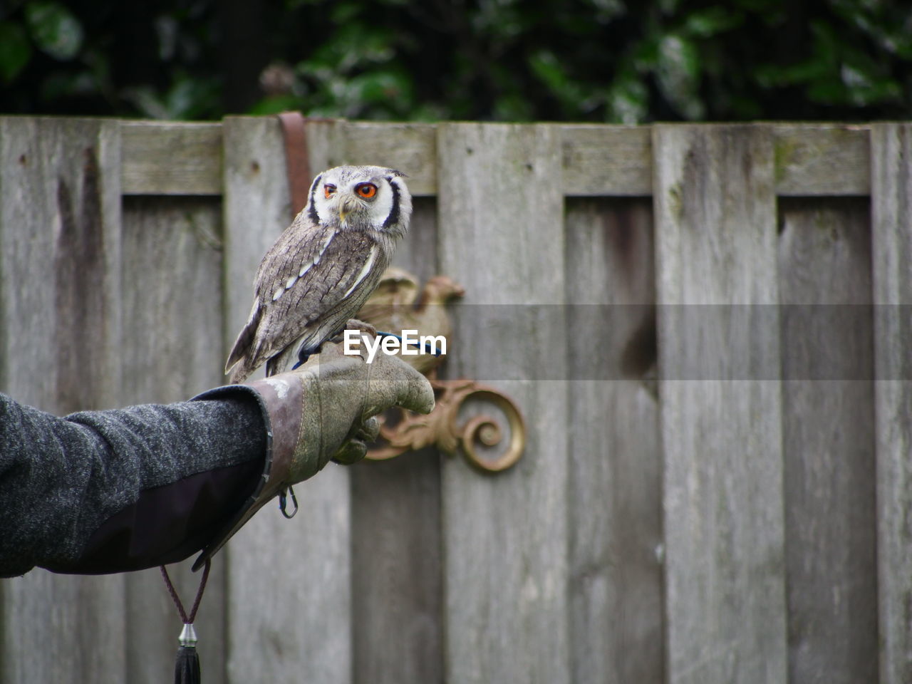 Close-up of bird perching on wood