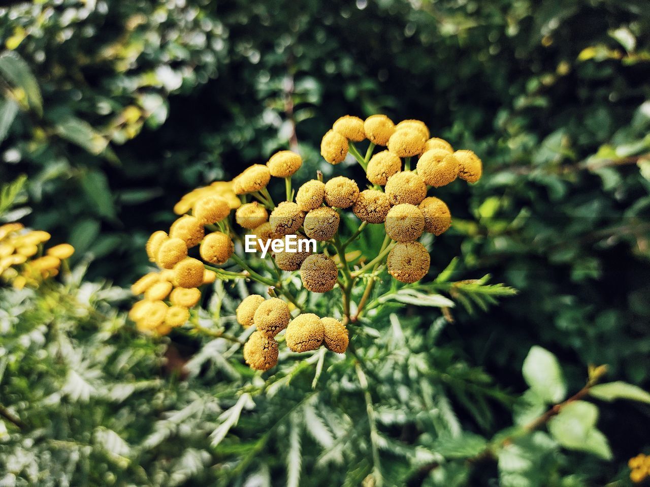 CLOSE-UP OF YELLOW FLOWERING PLANTS AGAINST TREES