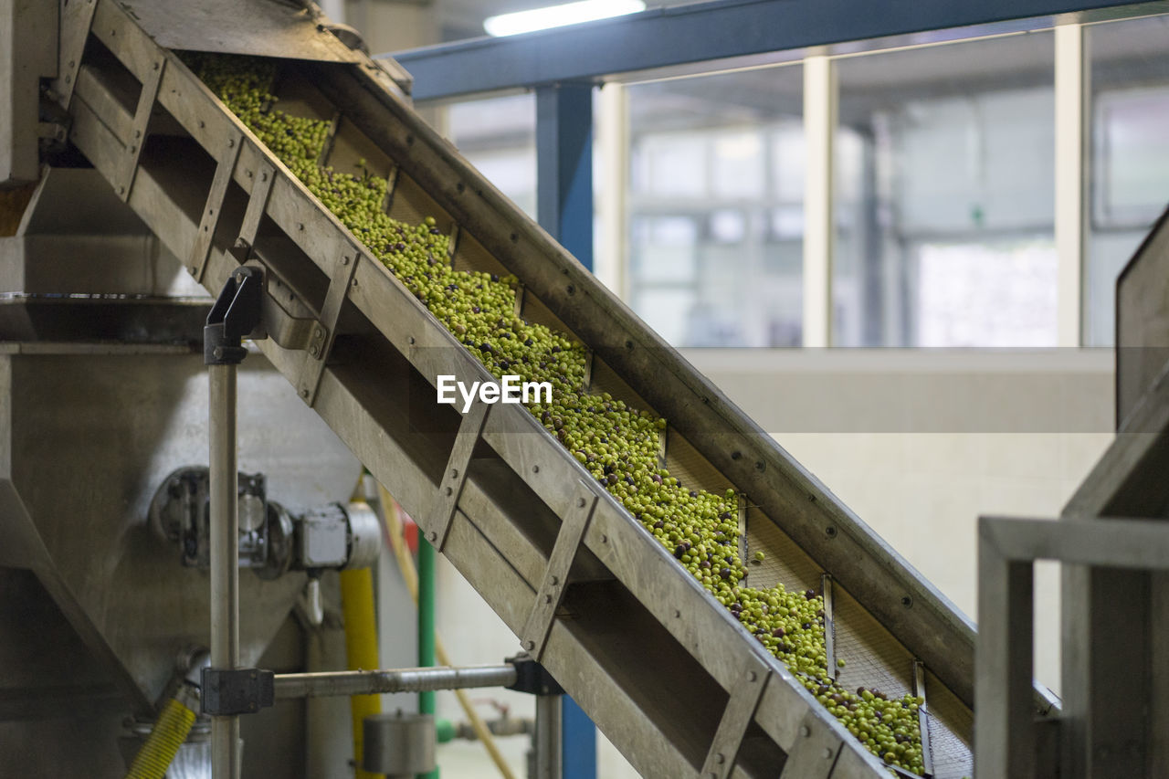 Close-up processing olives into olive oil