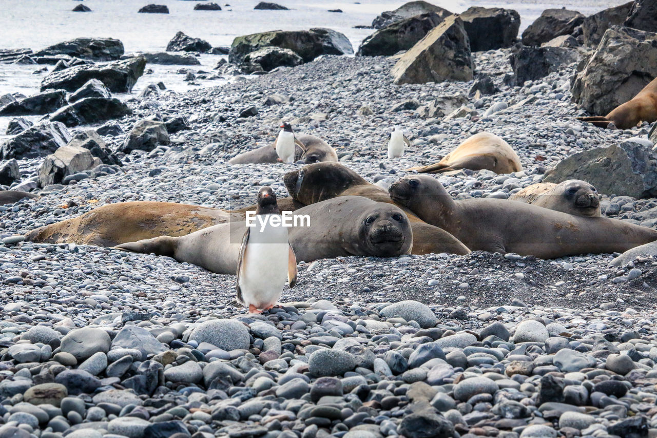 VIEW OF BIRDS ON ROCKS AT BEACH