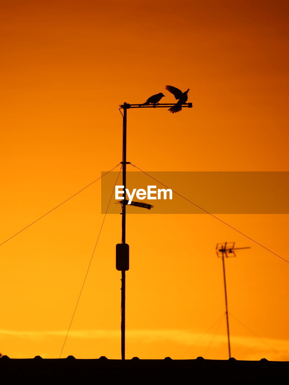 yellow, orange color, line, silhouette, sky, sunset, cable, nature, hanging, no people, electricity, outdoors, orange, communication