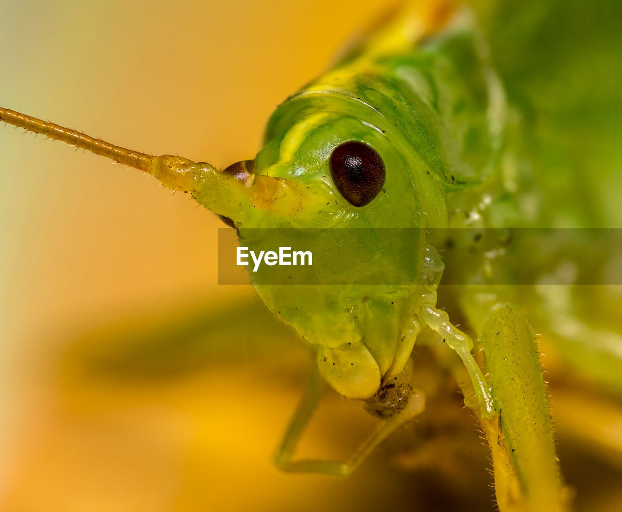 Close-up of a grasshopper