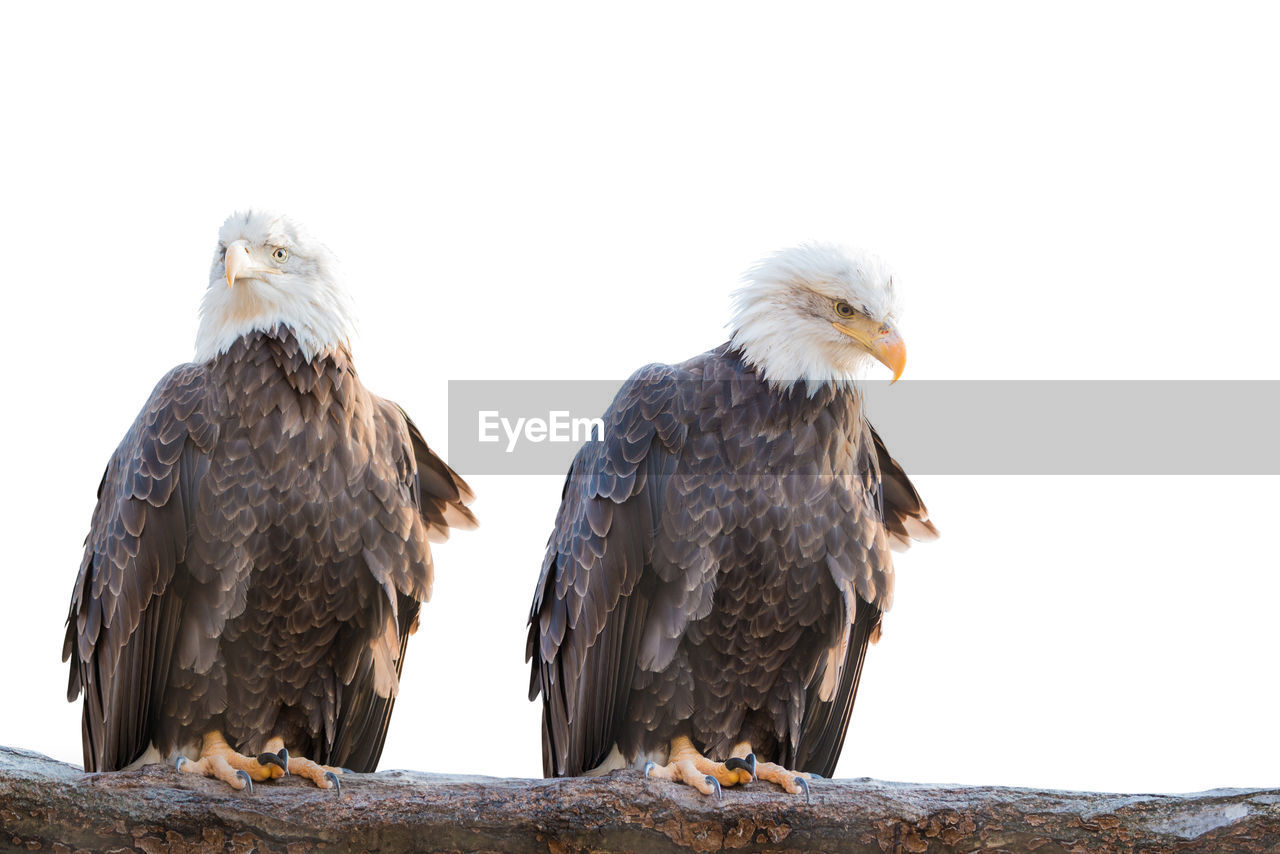 Two bald feral eagle perched on a dry branch isolated on white background.