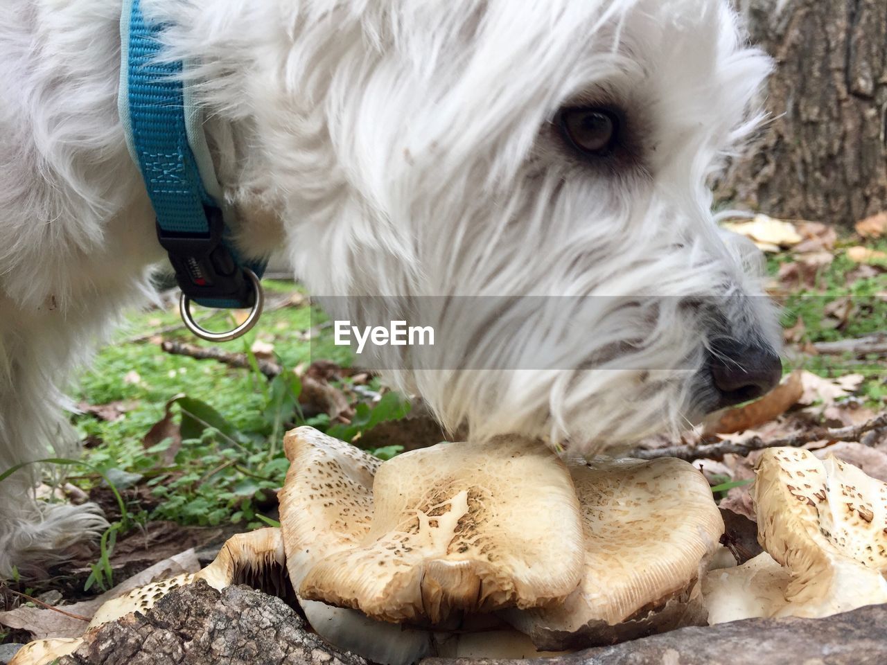 CLOSE-UP OF DOG WITH MOUTH OPEN