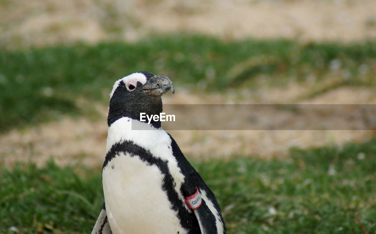 Endangered african penguin in south africa at a sea bird rehabilitation center.