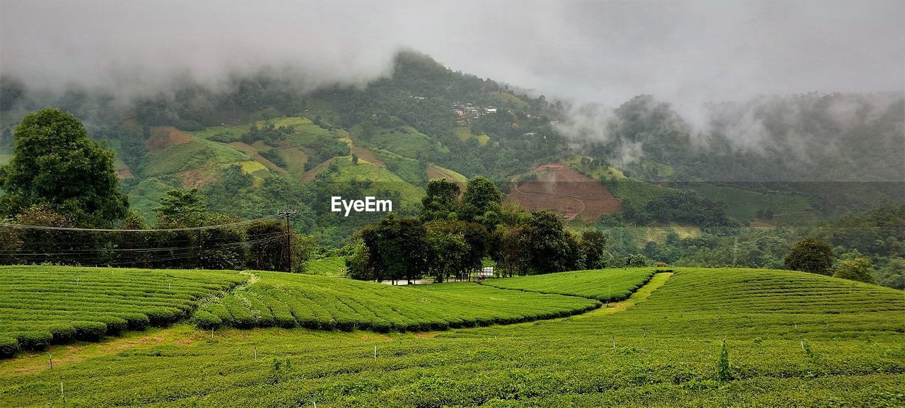 SCENIC VIEW OF FIELD