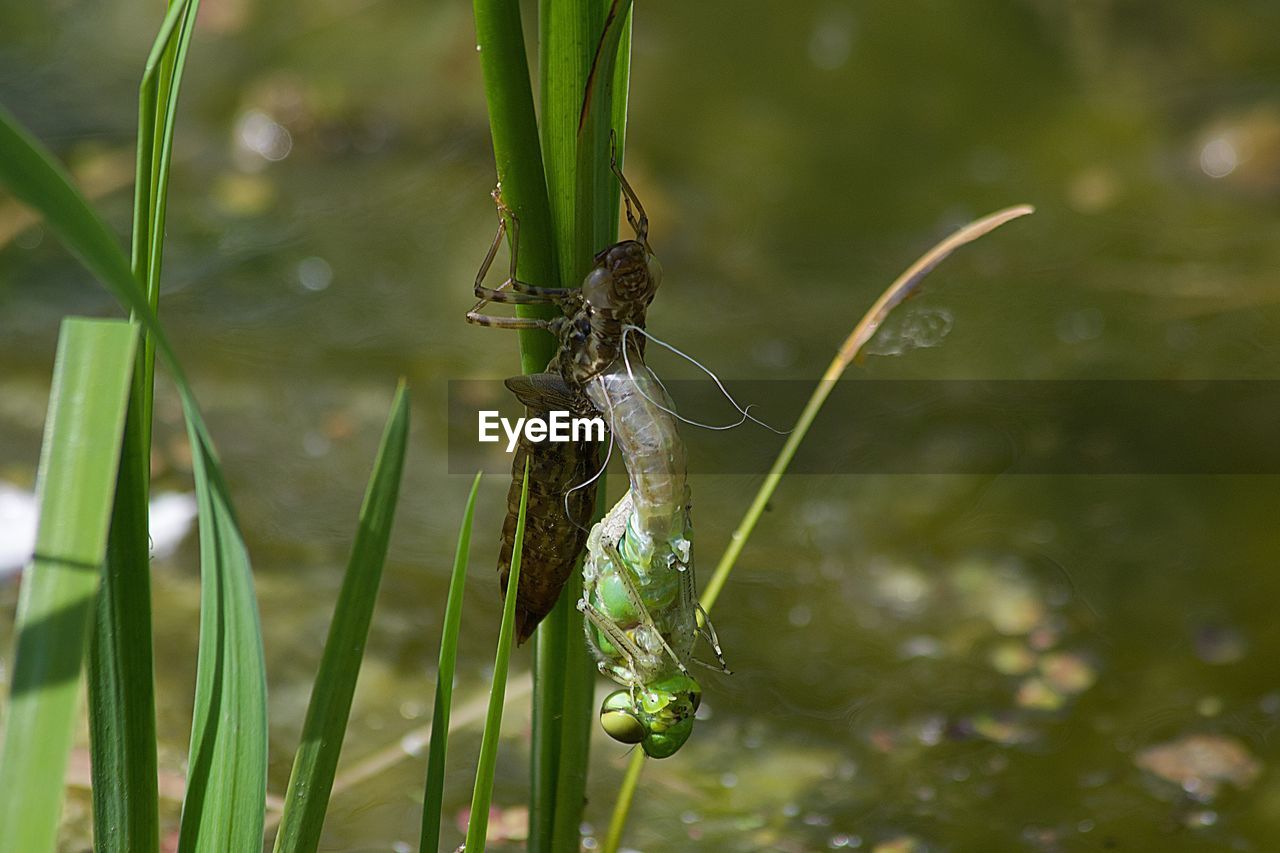 close-up of spider on leaf