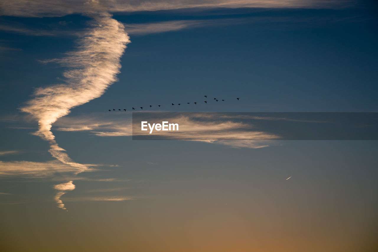 Silhouette birds flying against sky during sunset