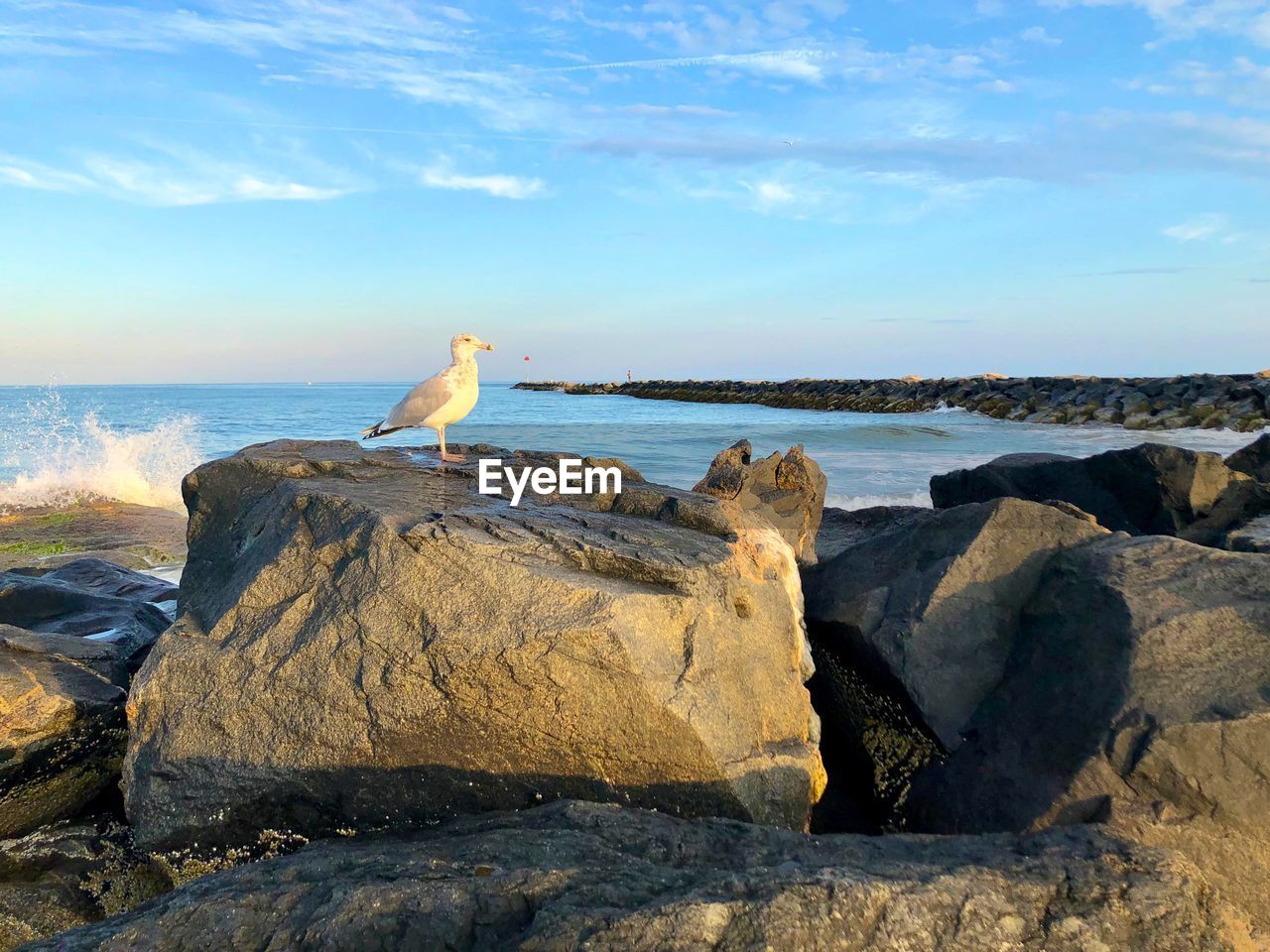 SEAGULL PERCHING ON ROCK AGAINST SEA