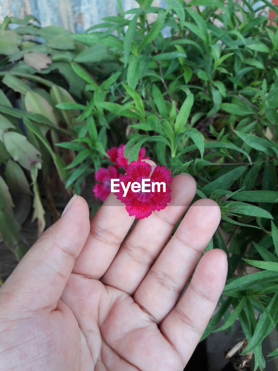 Close-up of hand holding plant