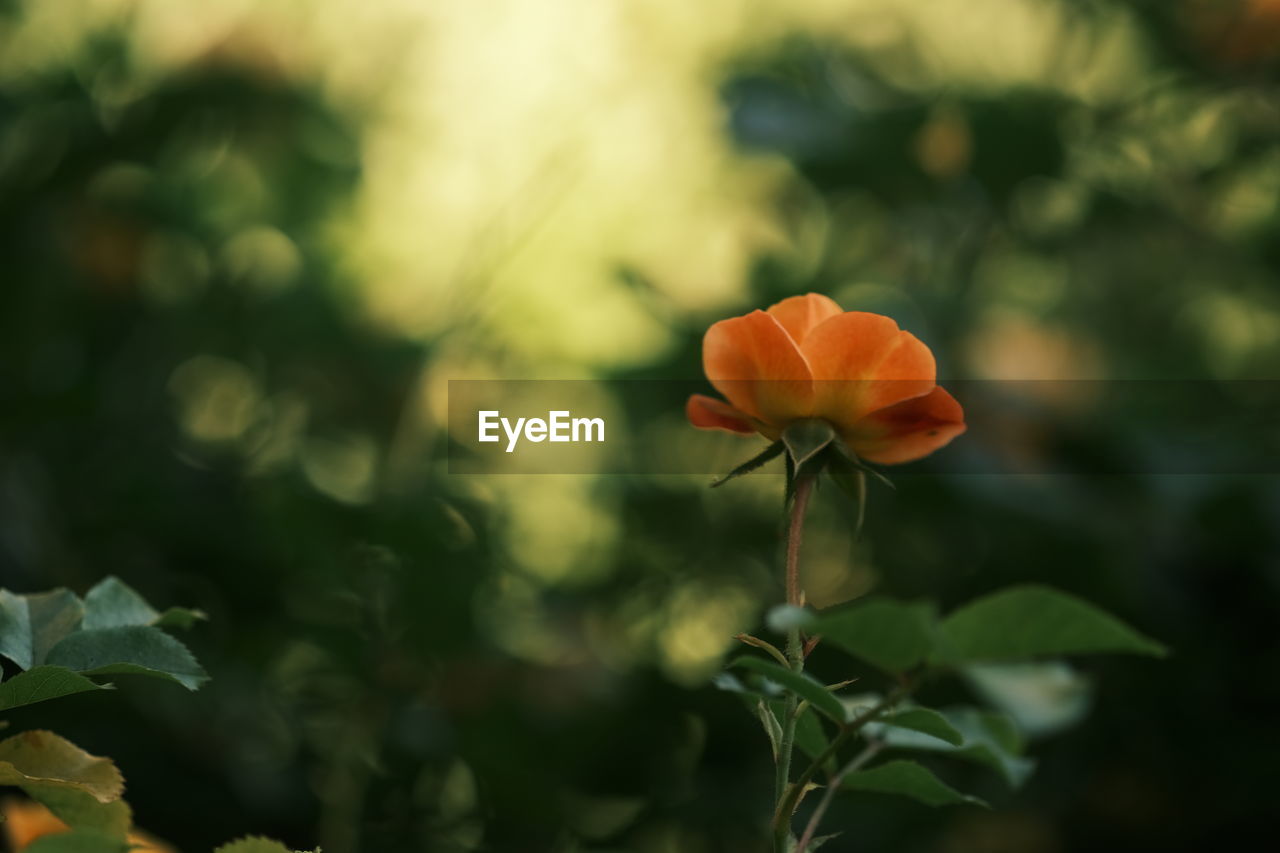 plant, flower, flowering plant, nature, beauty in nature, freshness, green, leaf, yellow, petal, macro photography, flower head, plant part, close-up, fragility, inflorescence, growth, sunlight, blossom, no people, outdoors, multi colored, wildflower, focus on foreground, summer, botany, orange color, selective focus, springtime