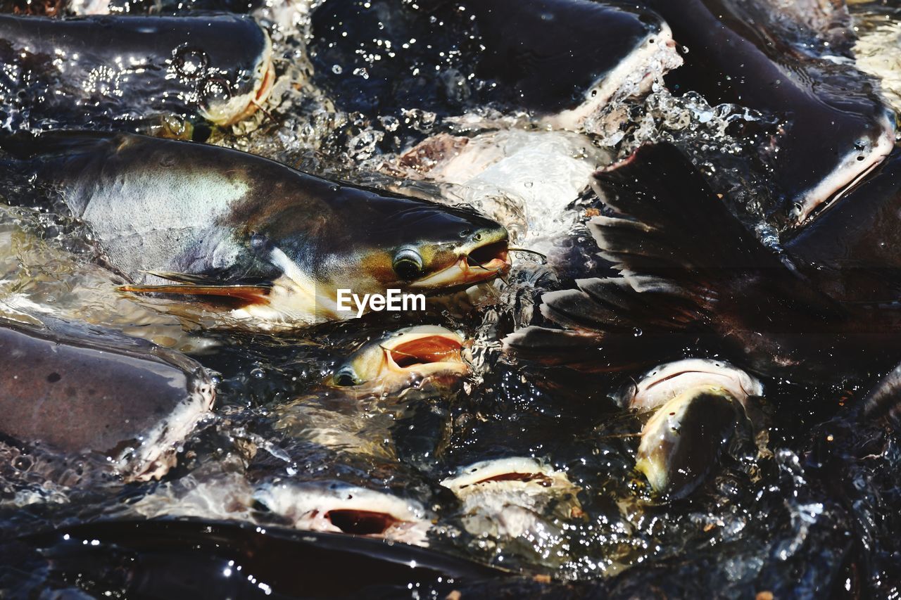 HIGH ANGLE VIEW OF FISH IN SEA