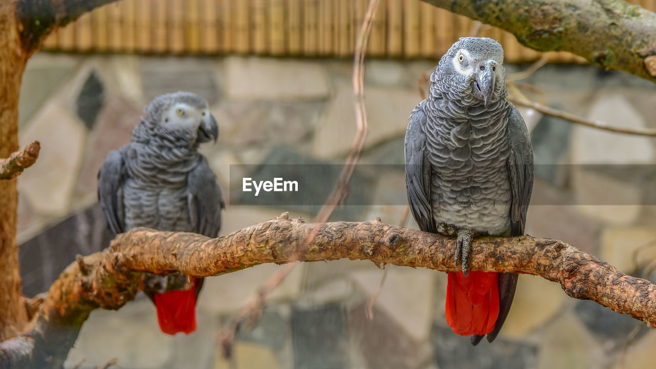 Close-up of parrots perching on branch