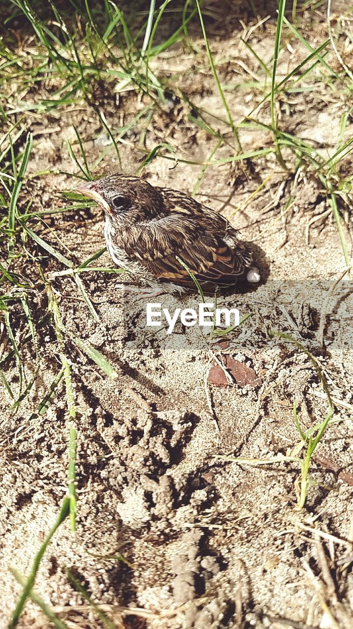 High angle view of young sparrow