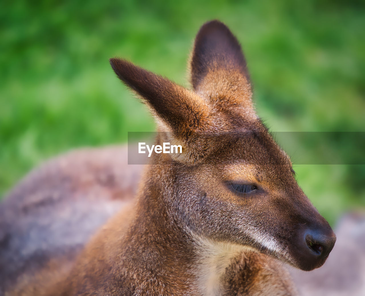 Close-up of a kangaroo looking away
