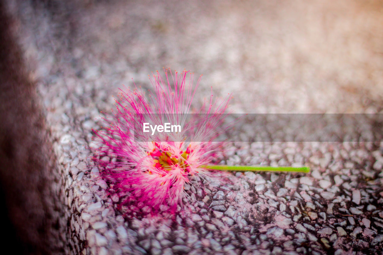 CLOSE-UP OF PINK FLOWERING PLANTS