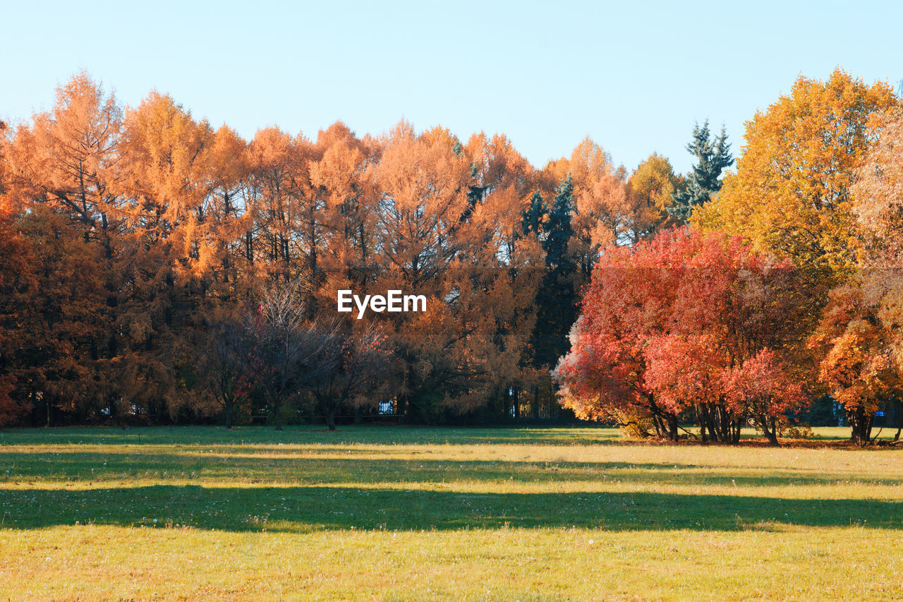 AUTUMN TREES IN PARK