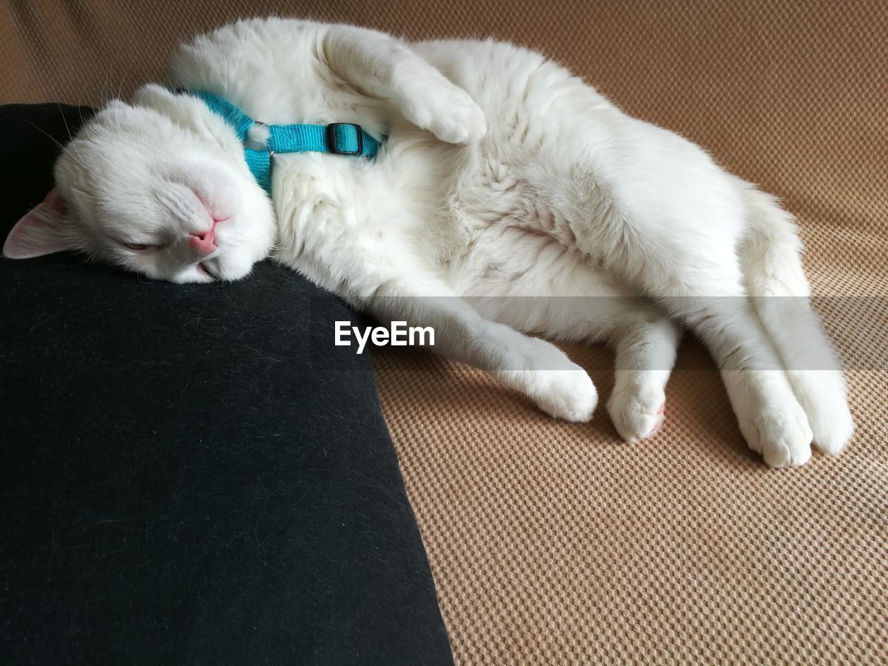 Cat relaxing on blanket