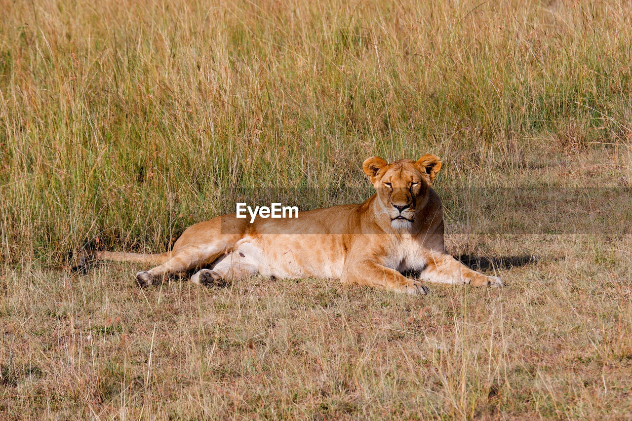 Lioness takes a nap in the grass in the maasai mara, kenya