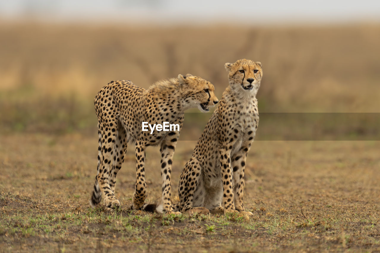 cheetah running on field