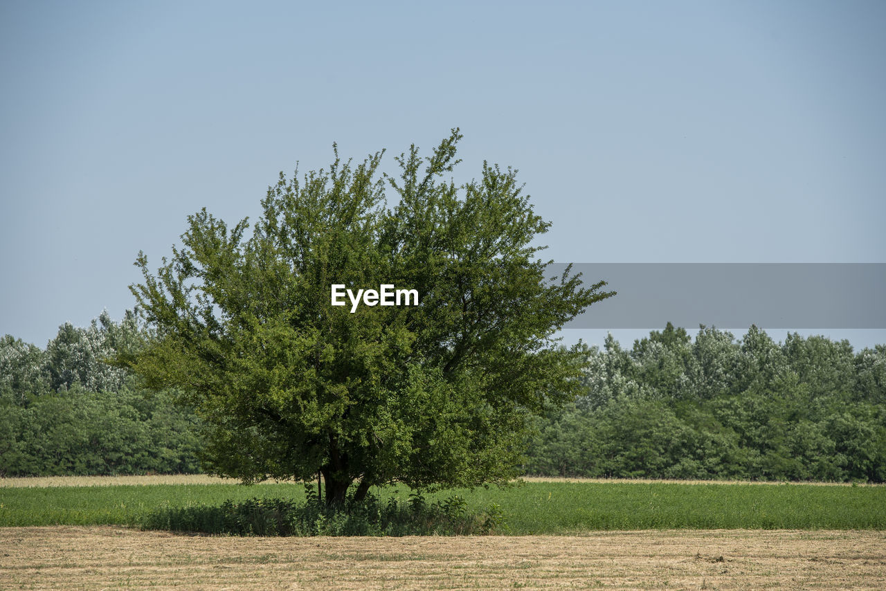 TREES GROWING ON FIELD AGAINST SKY