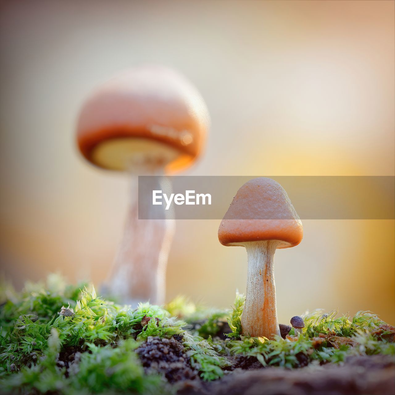 Close-up of mushroom growing on a tree trunk