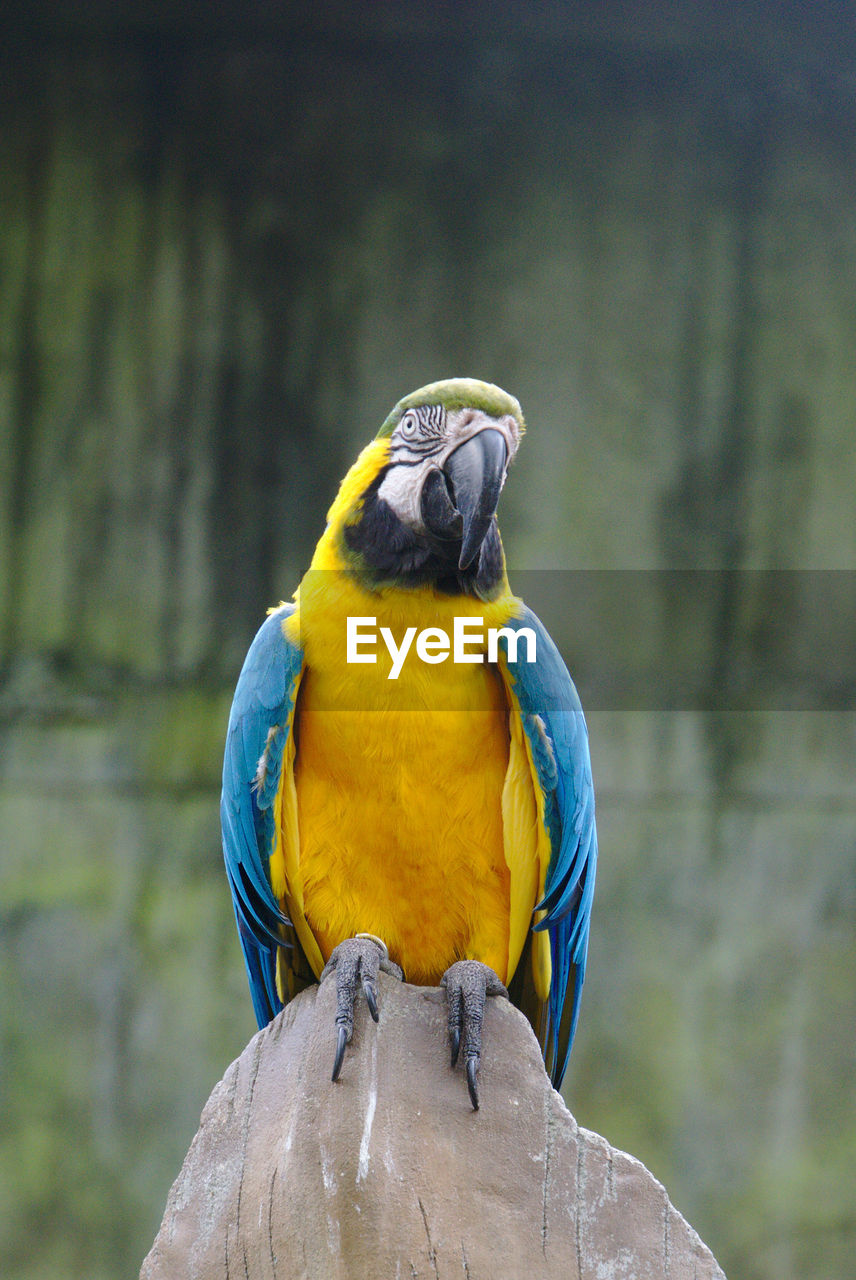 Close-up of parrot perching on wooden post