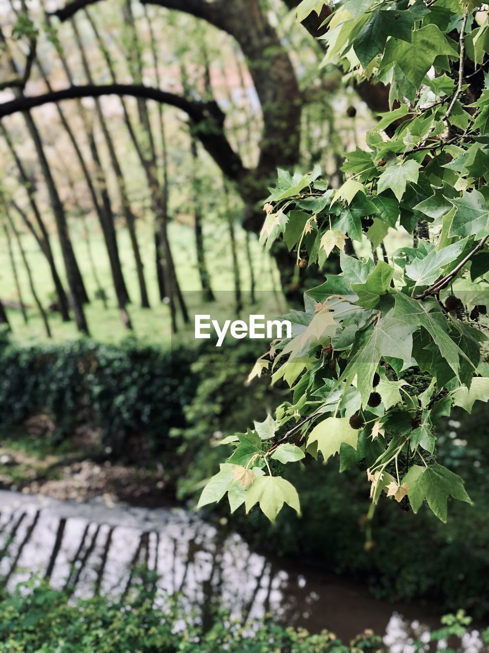 CLOSE-UP OF PLANT GROWING ON TREE