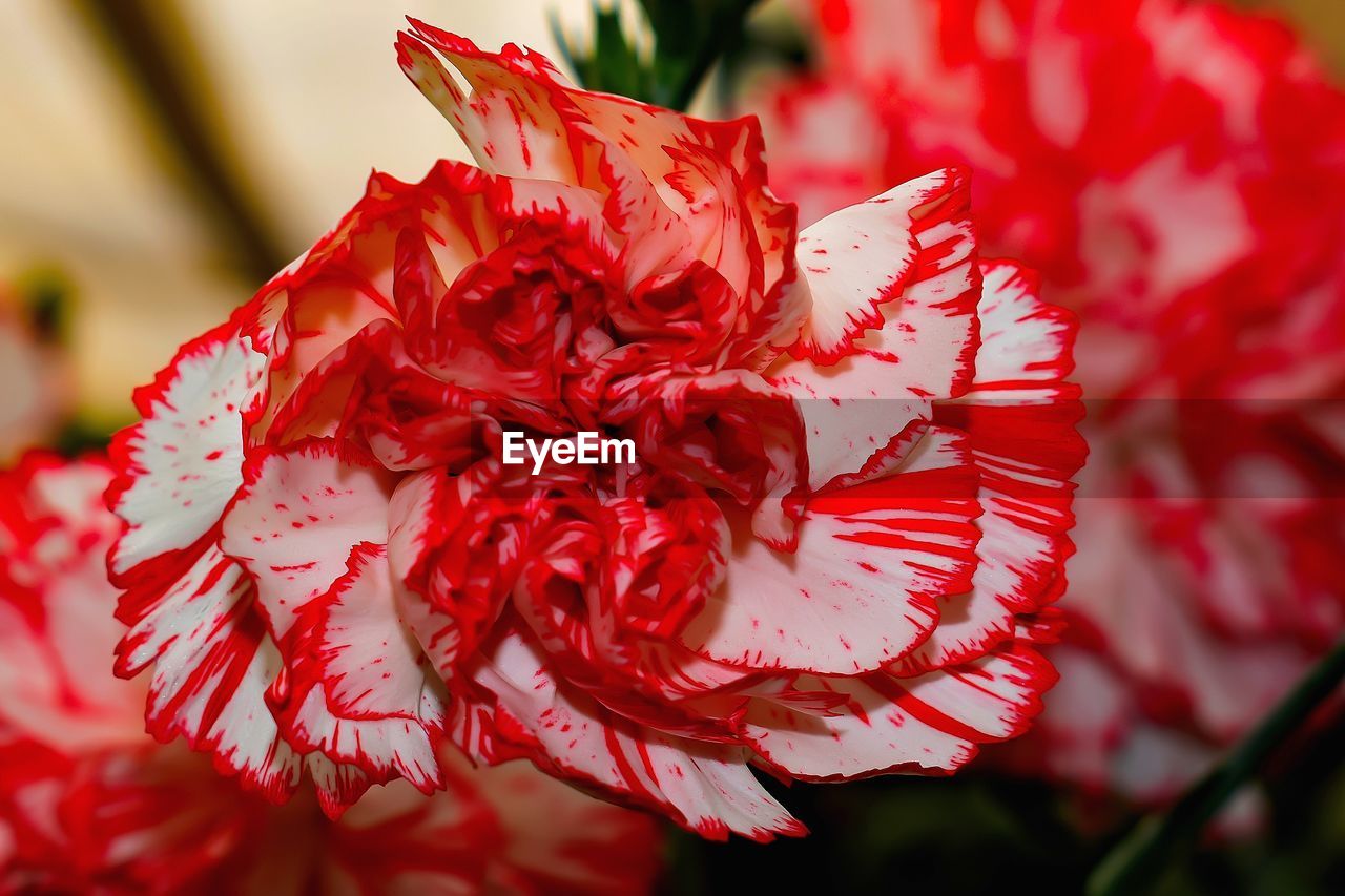 Close-up of red rose flower