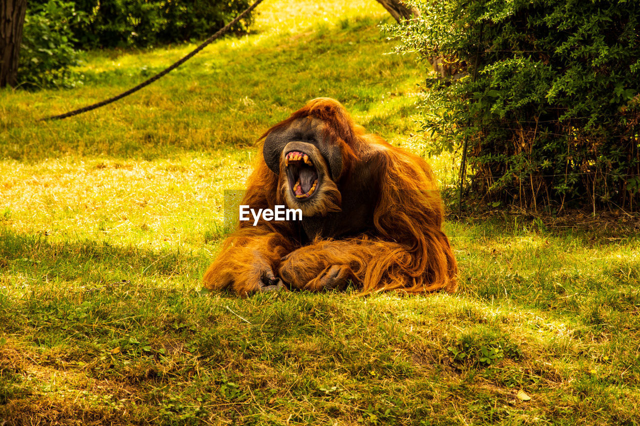 Orangutan shows teeth