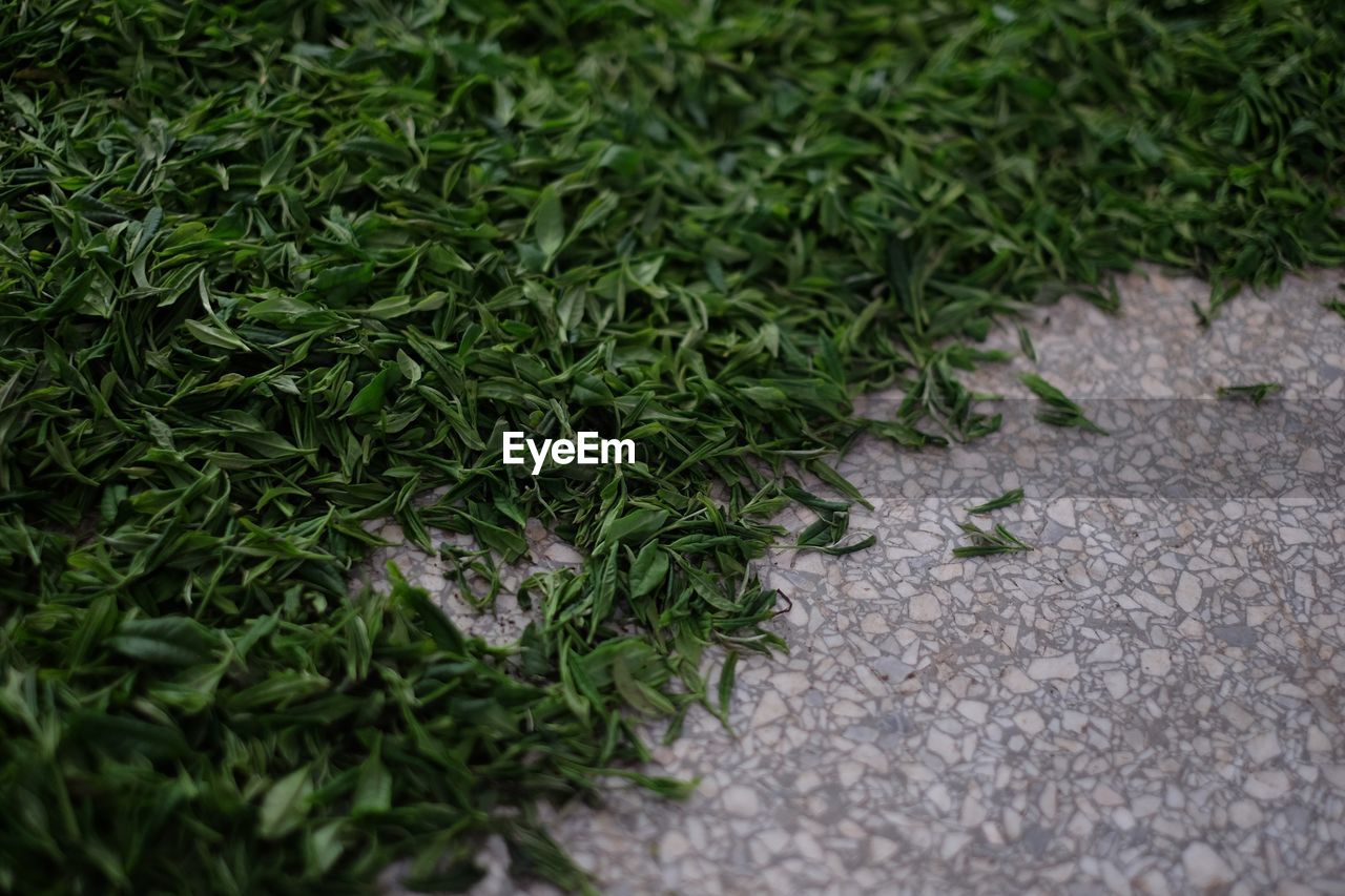 High angle view of plants growing on street