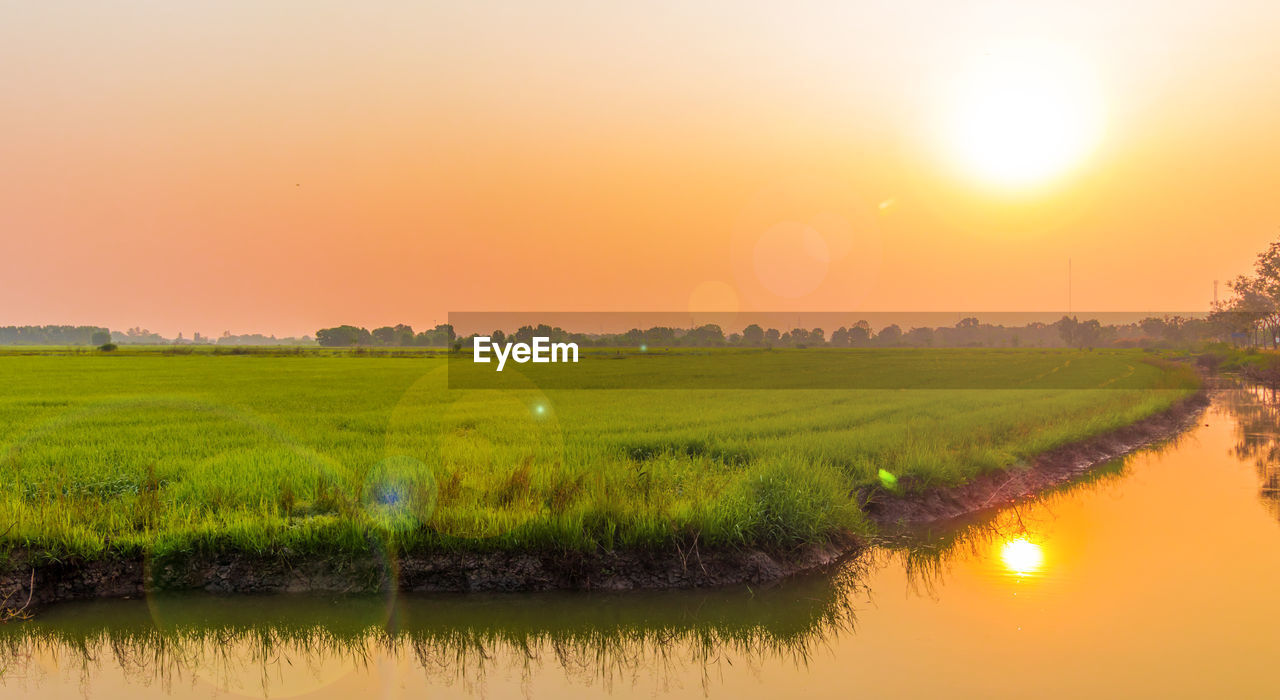 SCENIC VIEW OF FIELD AGAINST ORANGE SKY