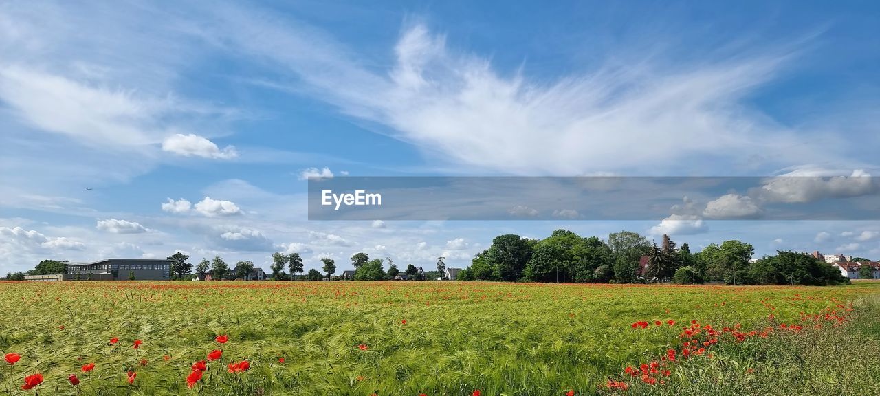 Scenic view of field against sky