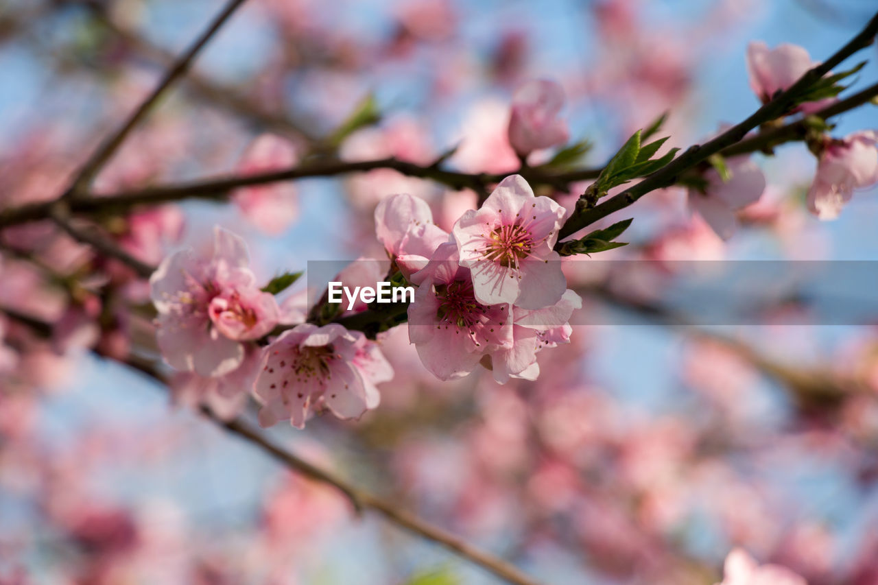 Close-up of pink flower on tree