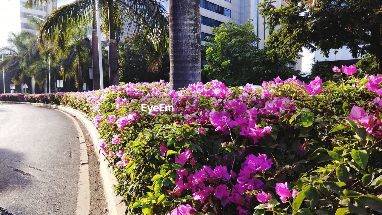 VIEW OF FLOWERING PLANTS IN PARK