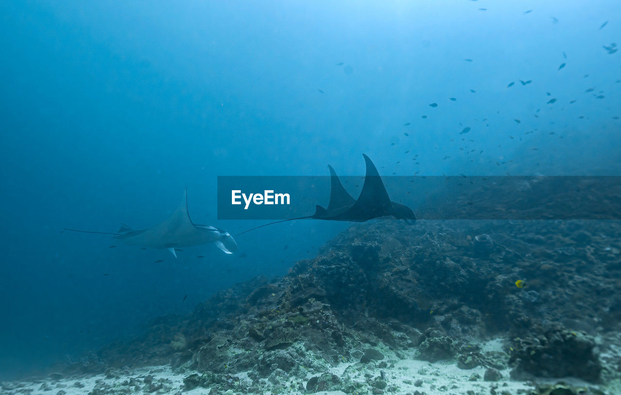 animal wildlife, underwater, animal, wildlife, undersea, sea, animal themes, water, fish, sea life, rays and skates, marine, swimming, ocean, reef, nature, marine biology, stingray, group of animals, manta ray, no people, blue, shark, adventure, sports, beauty in nature, large group of animals, outdoors, coral, requiem shark