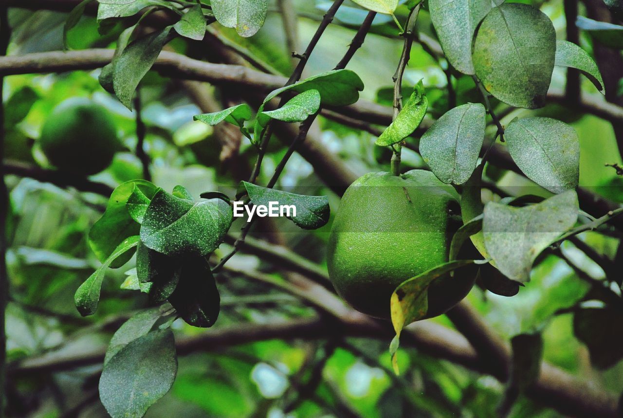 Close-up of pomelo fruit growing on tree