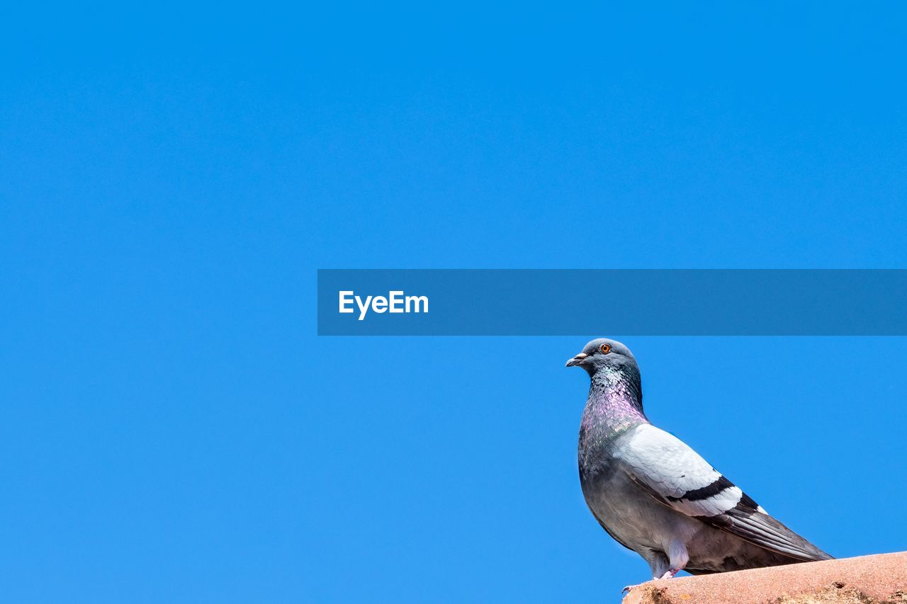 LOW ANGLE VIEW OF BIRD PERCHING ON BLUE SKY